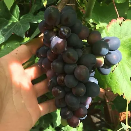 Privat Apartment- Near Strasbourg, Baden Baden *