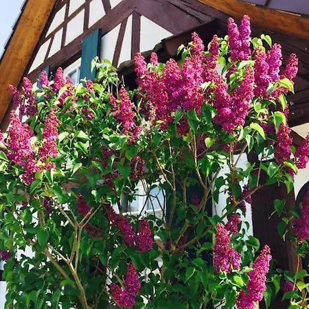 Privat Apartment- Near Strasbourg, Baden Baden Apartment *