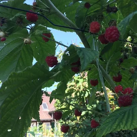 Privat Apartment- Near Strasbourg, Baden Baden * 라이나우