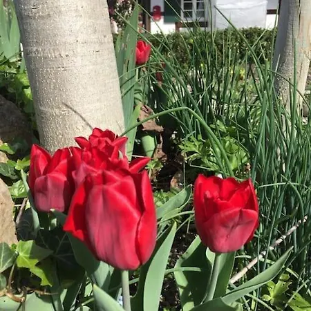 아파트 Privat Apartment- Near Strasbourg, Baden Baden 라이나우