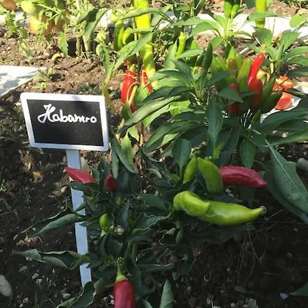 아파트 Privat Apartment- Near Strasbourg, Baden Baden